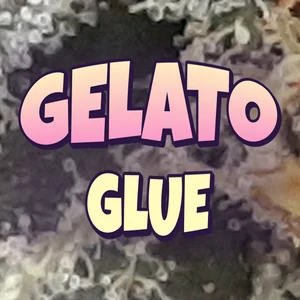 Gelato Glue Cannabis Strain