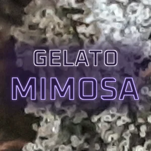 Gelato Mimosa Cannabis Strain