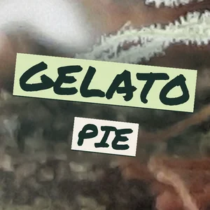 Gelato Pie Cannabis Strain