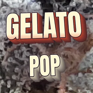 Gelato Pop Cannabis Strain