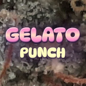 Gelato Punch Cannabis Strain