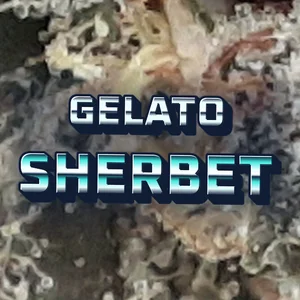 Gelato Sherbet Cannabis Strain