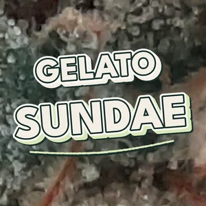 Gelato Sundae Cannabis Strain