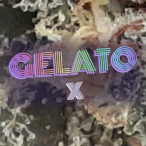 Gelato X Cannabis Strain