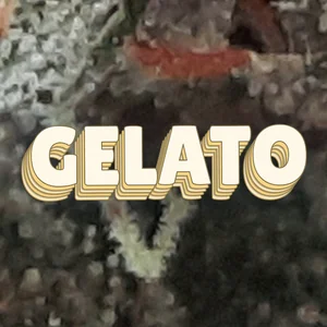 Gelato Cannabis Strain