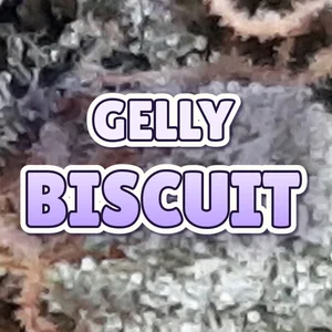 Gelly Biscuit Cannabis Strain