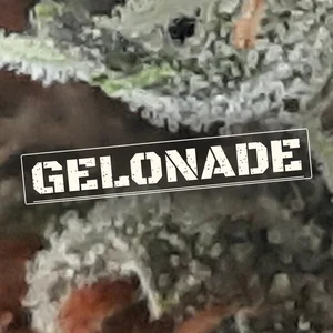 Gelonade Cannabis Strain