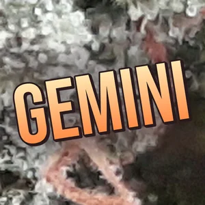 Gemini Cannabis Strain