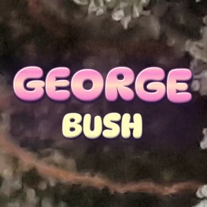 George Bush Cannabis Strain