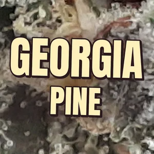 Georgia Pine Cannabis Strain
