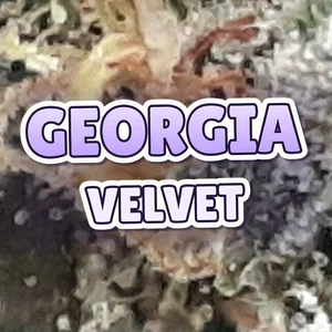 Georgia Velvet Cannabis Strain