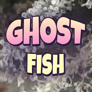 Ghost Fish Cannabis Strain