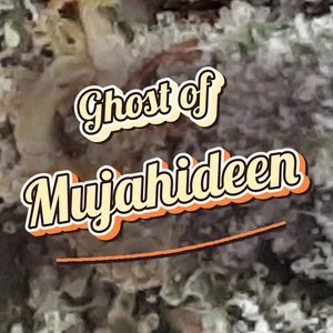 Ghost of Mujahideen Cannabis Strain