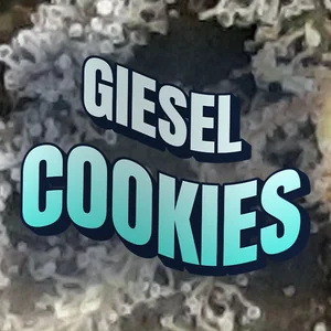 Giesel Cookies Cannabis Strain