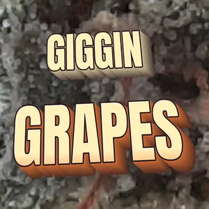 Giggin Grapes Cannabis Strain