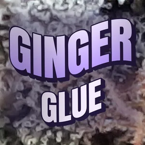 Ginger Glue Cannabis Strain