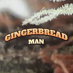 Gingerbread Man Cannabis Strain