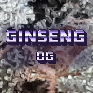 Ginseng OG Cannabis Strain