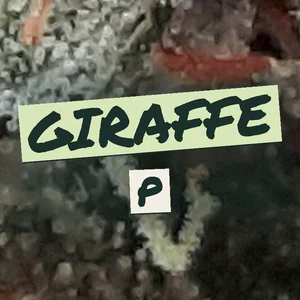 Giraffe P Cannabis Strain