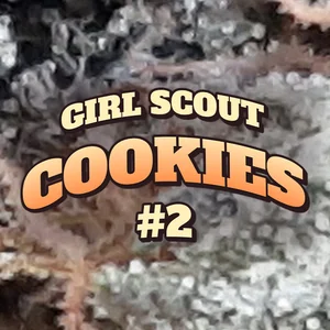 Girl Scout Cookies #2 Cannabis Strain