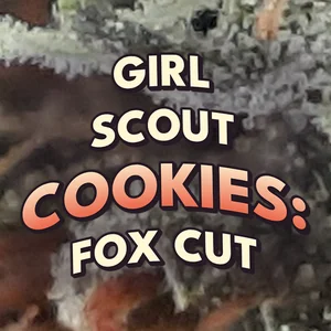 Girl Scout Cookies: Fox Cut Cannabis Strain