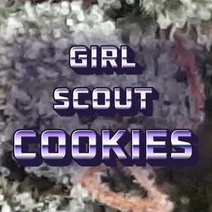 Girl Scout Cookies Cannabis Strain