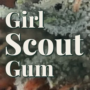 Girl Scout Gum Cannabis Strain