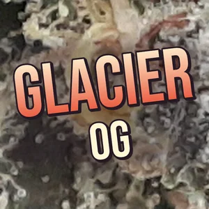 Glacier OG Cannabis Strain