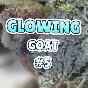 Glowing Goat #5 Cannabis Strain