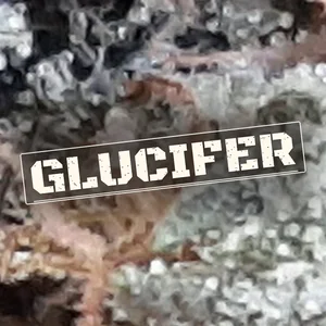 Glucifer Cannabis Strain