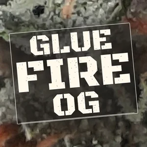 Glue Fire OG Cannabis Strain