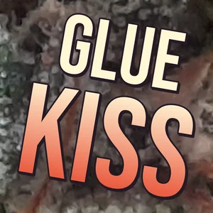 Glue Kiss Cannabis Strain