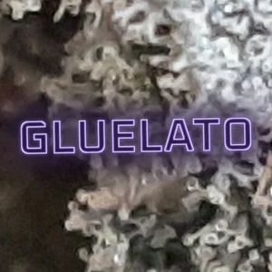 Gluelato Cannabis Strain