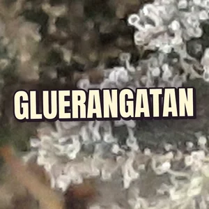 Gluerangatan Cannabis Strain