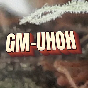 GM-UhOh Cannabis Strain