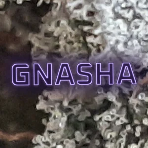 Gnasha Cannabis Strain