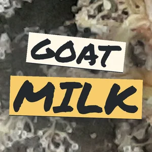 GOAT Milk Cannabis Strain