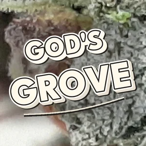 God's Grove Cannabis Strain