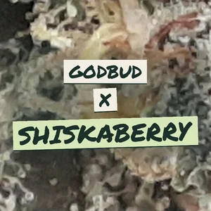 Godbud x Shiskaberry Cannabis Strain