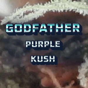 Godfather Purple Kush Cannabis Strain