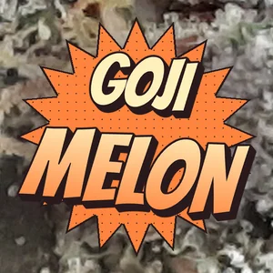 Goji Melon Cannabis Strain