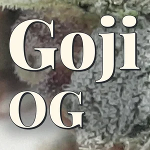 Goji OG Cannabis Strain