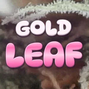 Gold Leaf Cannabis Strain