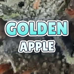 Golden Apple Cannabis Strain