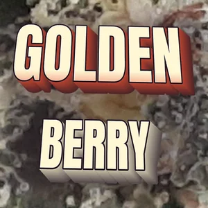 Golden Berry Cannabis Strain
