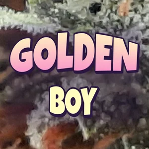 Golden Boy Cannabis Strain