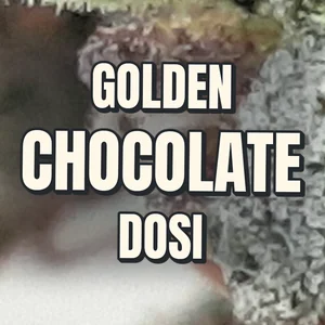 Golden Chocolate Dosi Cannabis Strain