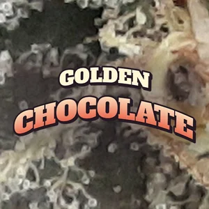 Golden Chocolate Cannabis Strain