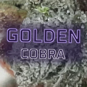 Golden Cobra Cannabis Strain