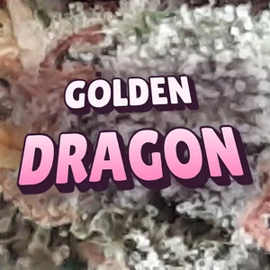 Golden Dragon Cannabis Strain
